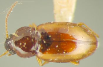 Media type: image;   Entomology 33060 Aspect: habitus dorsal view